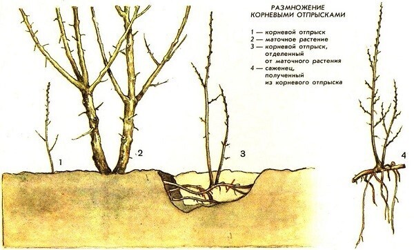 Гортензия в саду. Что нужно сделать, чтобы она радовала дольше своим цветением?