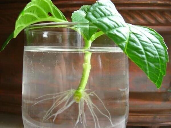 Гортензия в саду. Что нужно сделать, чтобы она радовала дольше своим цветением?