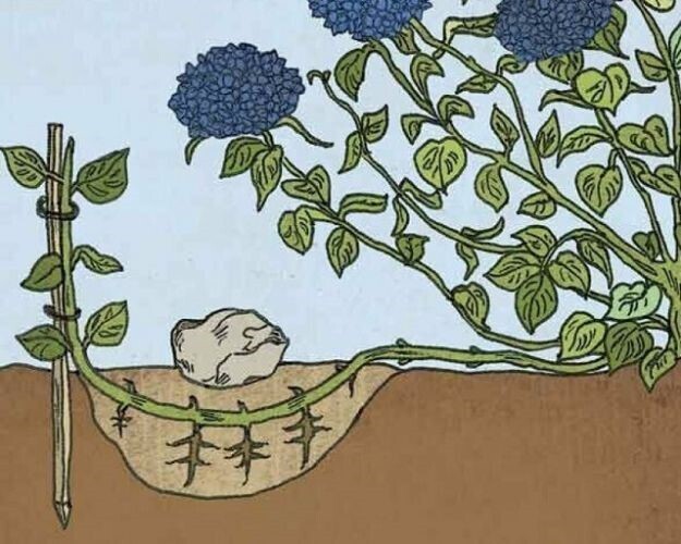 Гортензия в саду. Что нужно сделать, чтобы она радовала дольше своим цветением?