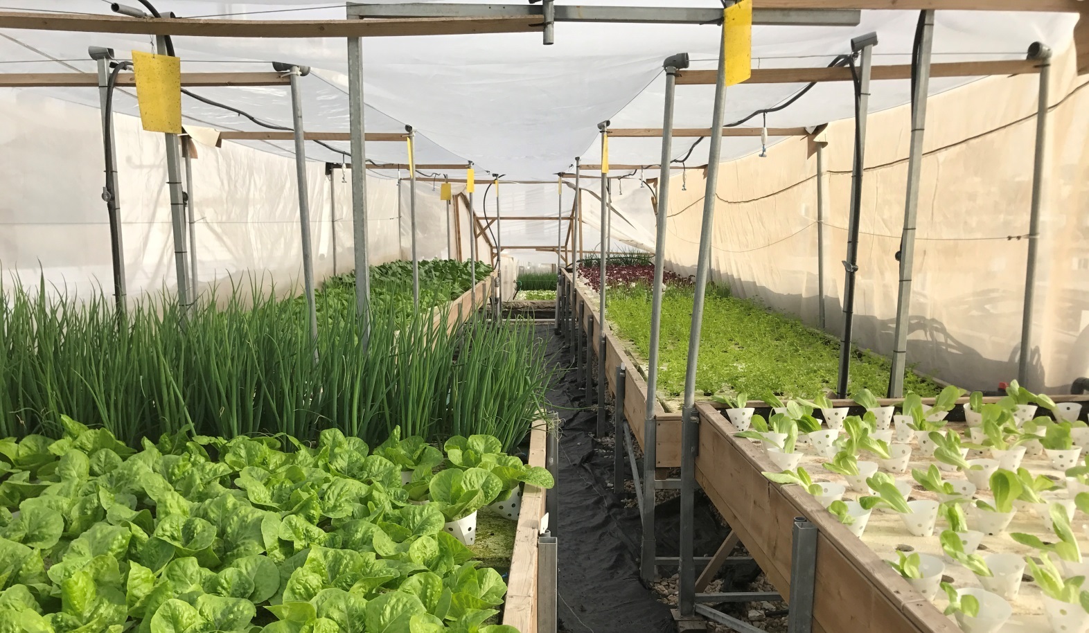 Мелкомасштабное фермерство. Лучшие сельхозкультуры для стартапа. Советы.