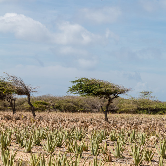 Остров вечного лета.