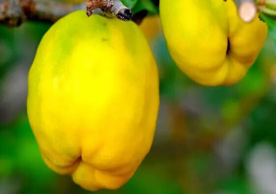 В чем польза айвы? В чем польза семян айвы?