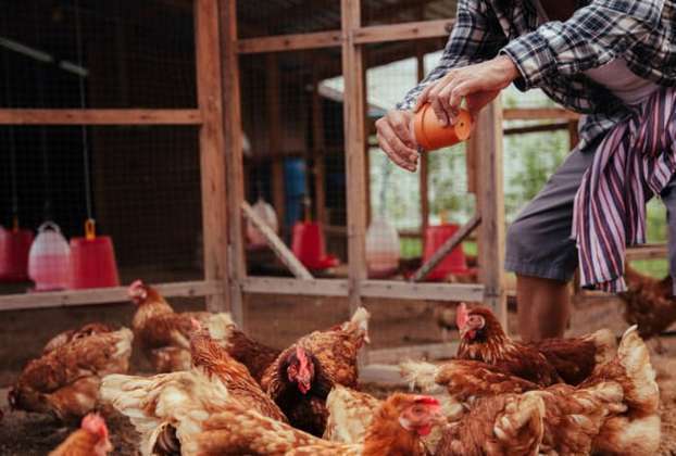 Загадочные Яйца В Поле Заставляют Фермера Плакать.
