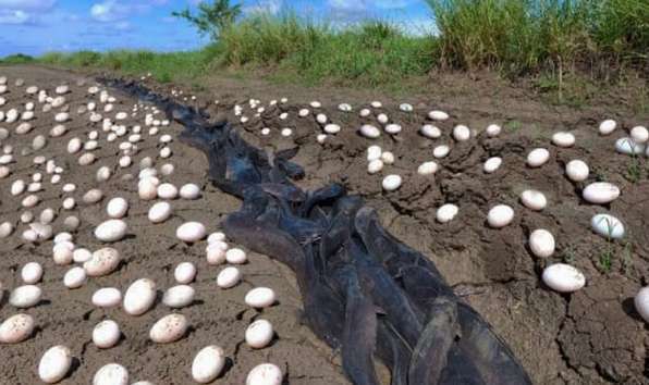 Загадочные Яйца В Поле Заставляют Фермера Плакать.