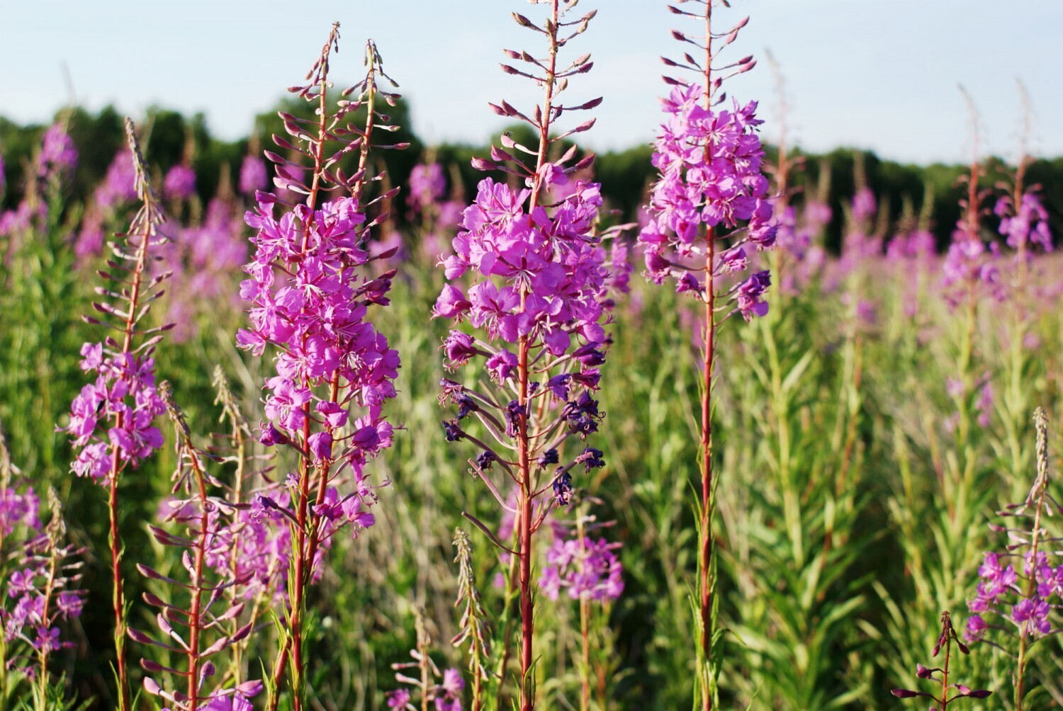 Несколько слов о «Русском чае».