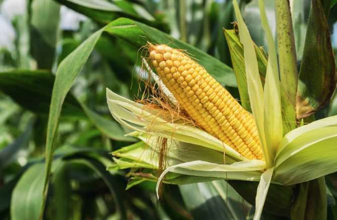 Загадочные Яйца В Поле Заставляют Фермера Плакать.