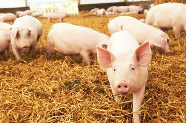 Загадочные Яйца В Поле Заставляют Фермера Плакать.