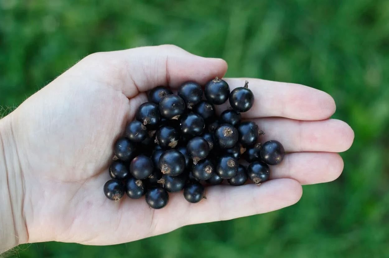 Чем полезна черная смородина