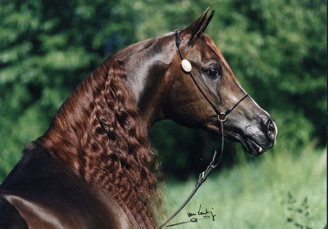 Вы Любите Лошадей? А разбираетесь в породах? Вот некоторые популярные породы лошадей