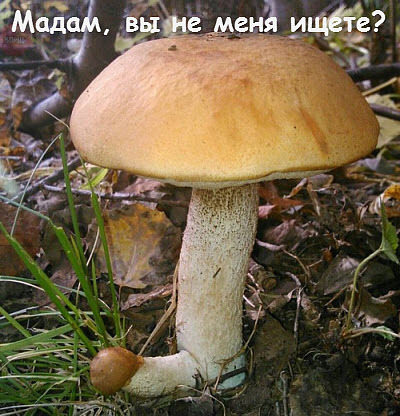 Однако охотникам за грибами помогает тот факт, что по осиновым лесам иногда даже невозможно пройти.