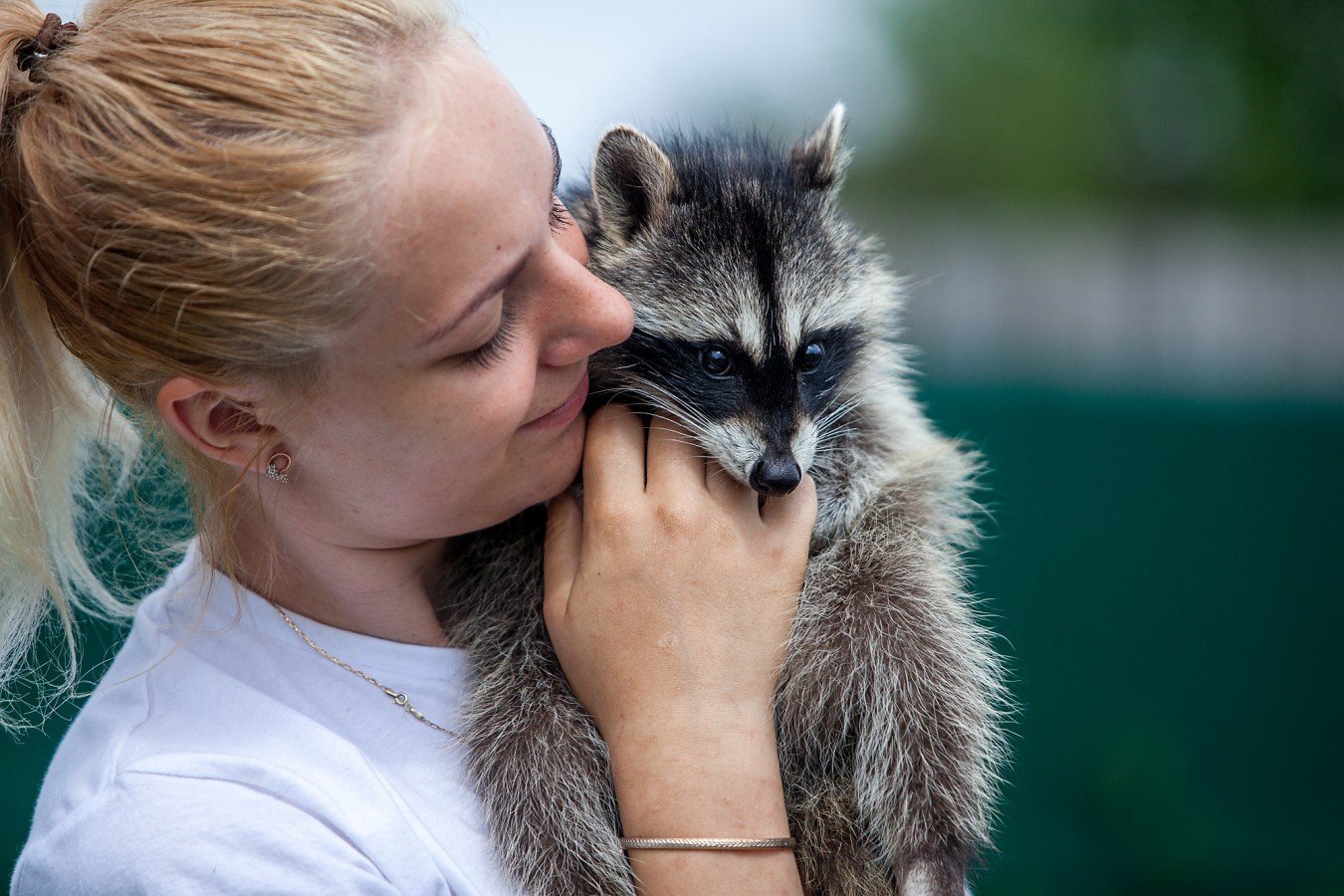 Нравятся эти Милые Зверюшки? А Вы знаете насколько Опасны еноты? Разберемся.