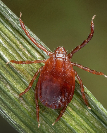 Насколько плохи будут клещи этим летом?