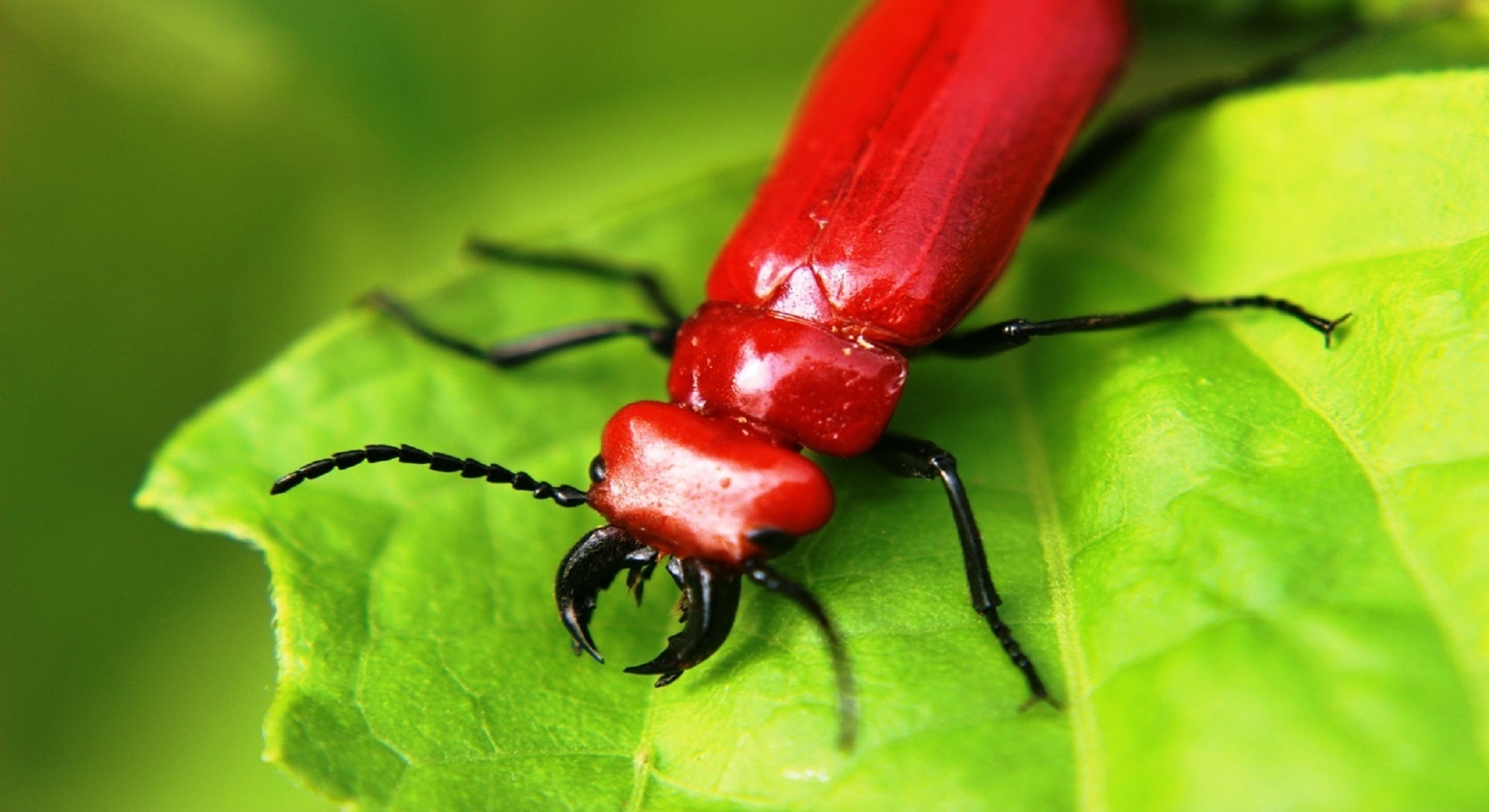 Призрачные "красные оленьи жуки" движутся на север. Опасно прикасаться! Размножается летом, "как ожог".