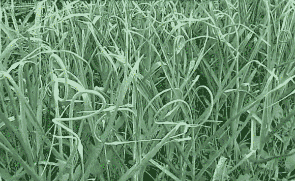 Чесночные стрелки - что делать с ними? Делюсь рецептом маринованных чесночных стрелок на зиму