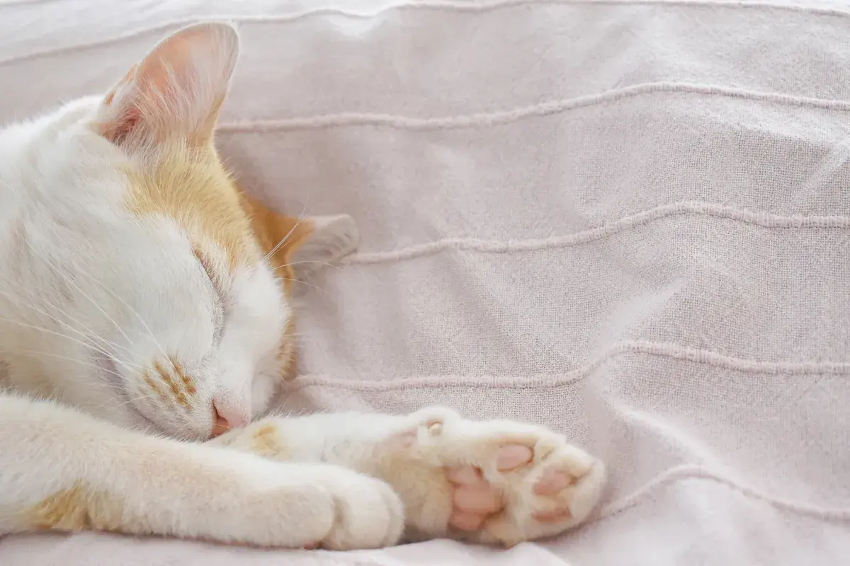 Почему вздремнув, вы чувствуете себя вялым и сварливым, когда просыпаетесь?