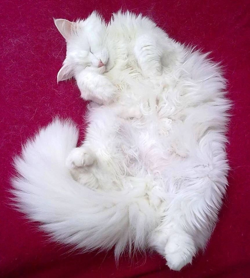 Сравнение пород кошек в картинках