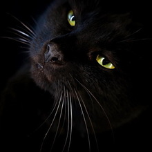 Харченко Константин Андреевич, г. Подольск