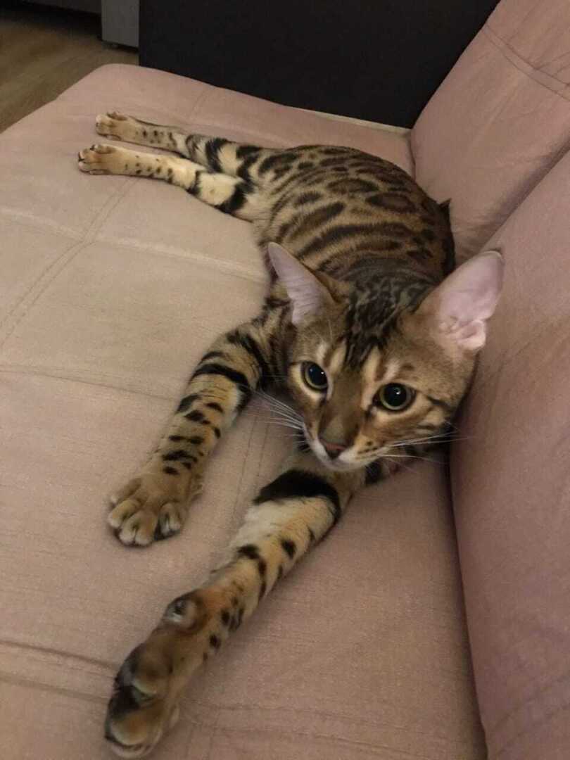 Кошки породы бенгал: происхождение.