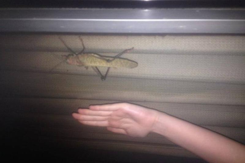 Гигантские существа, напоминающие нам о том, насколько диким является царство животных