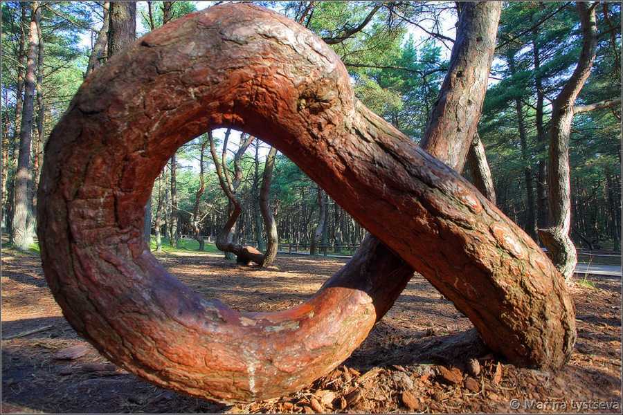 Исследование мистической красоты Кривого леса — чудо природы!