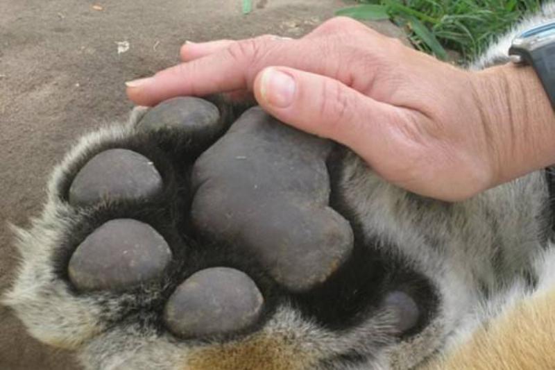 Гигантские существа, напоминающие нам о том, насколько диким является царство животных