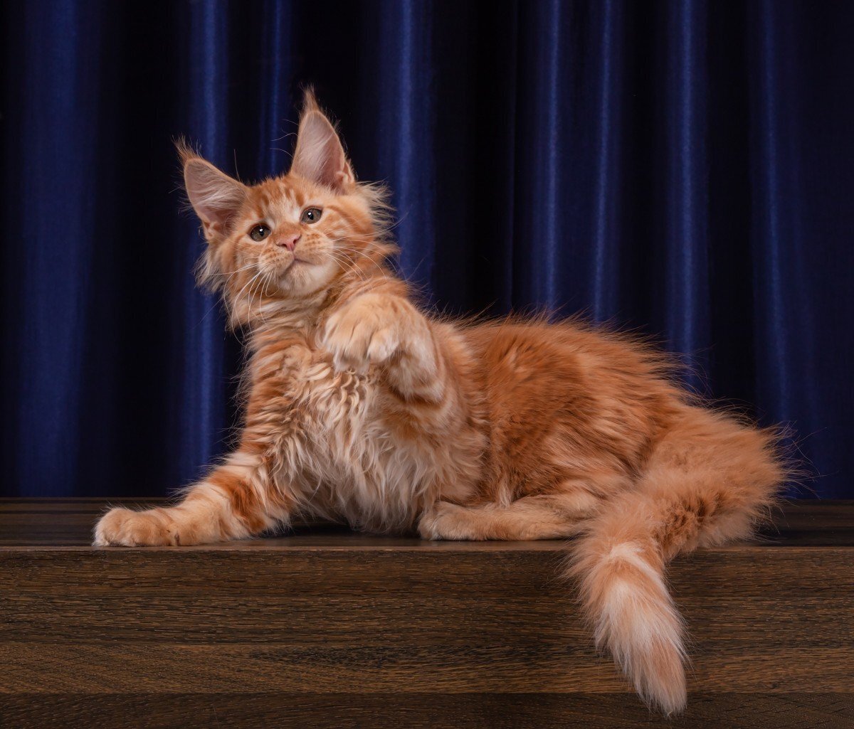 Сравнение пород кошек в картинках