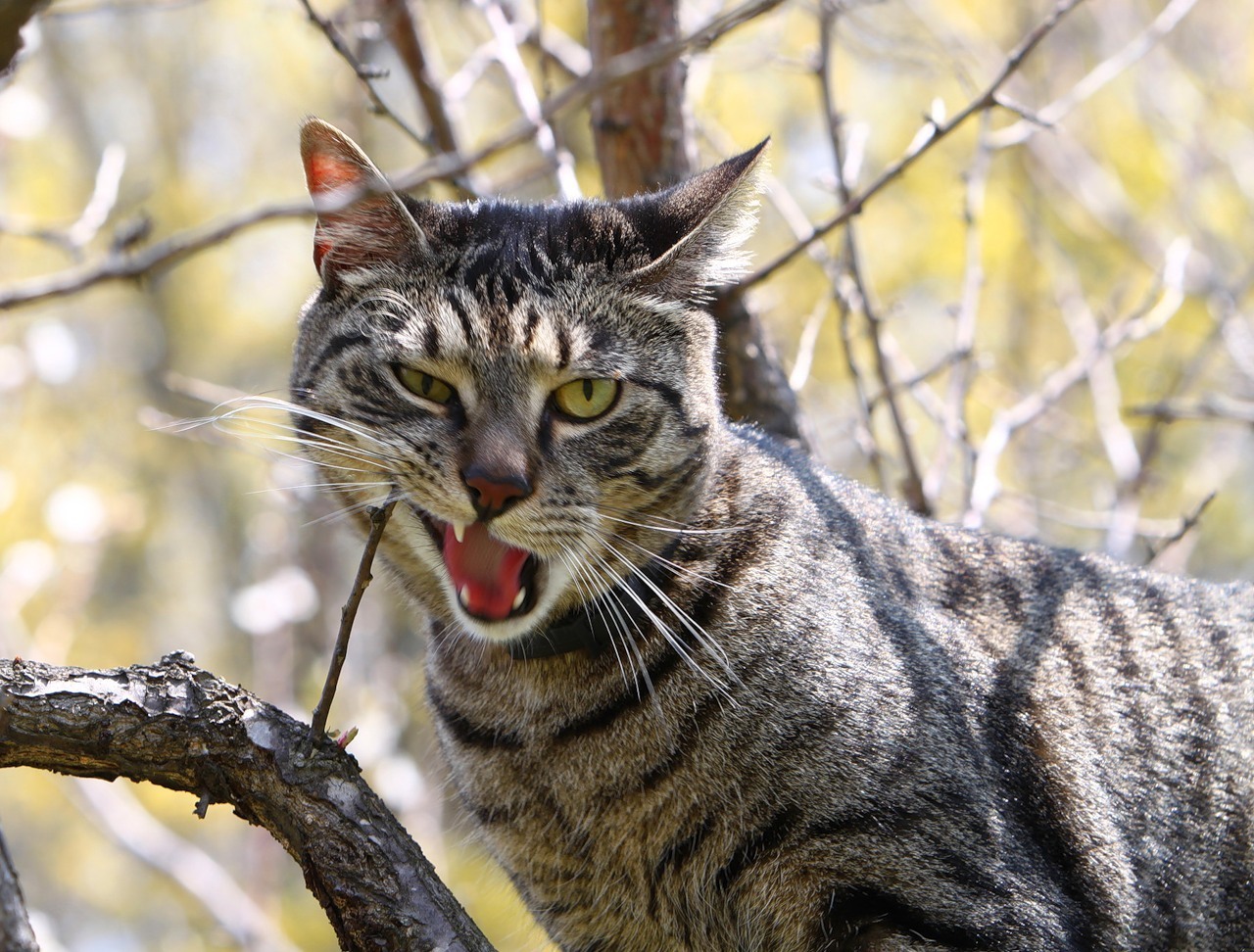 Сравнение пород кошек в картинках