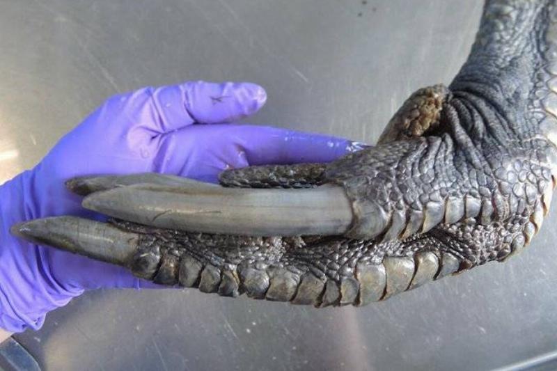 Гигантские существа, напоминающие нам о том, насколько диким является царство животных