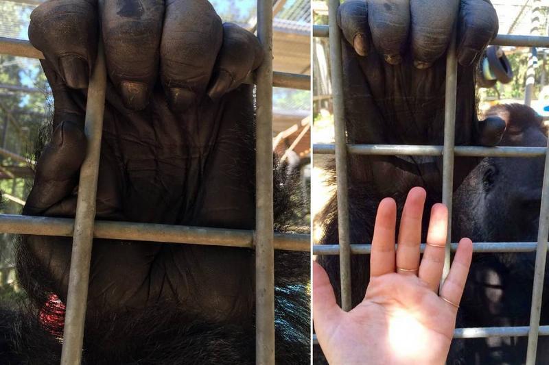 Гигантские существа, напоминающие нам о том, насколько диким является царство животных