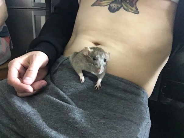 Что такое Дикпик