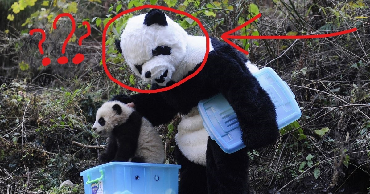 Мишки На Грани Исчезновения: Почему Сохранение Панд Становится Нашей Общей Задачей в 2023