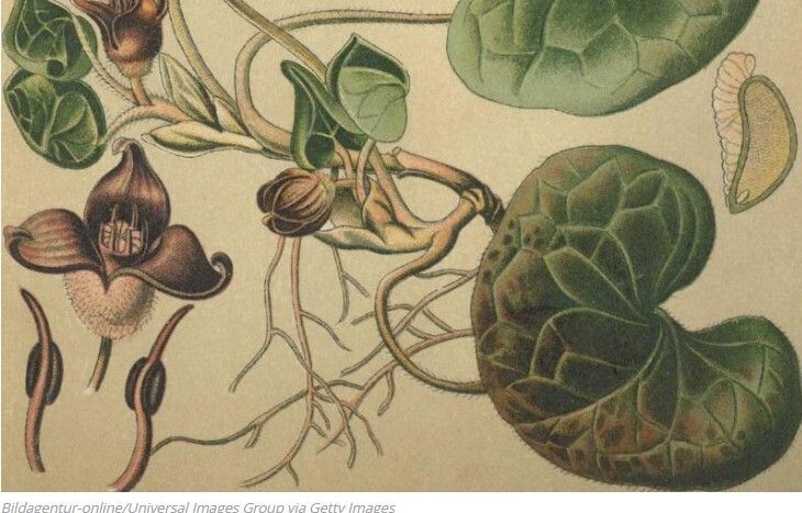 Ешьте имбирь каждый день, чтобы получить эти преимущества для здоровья