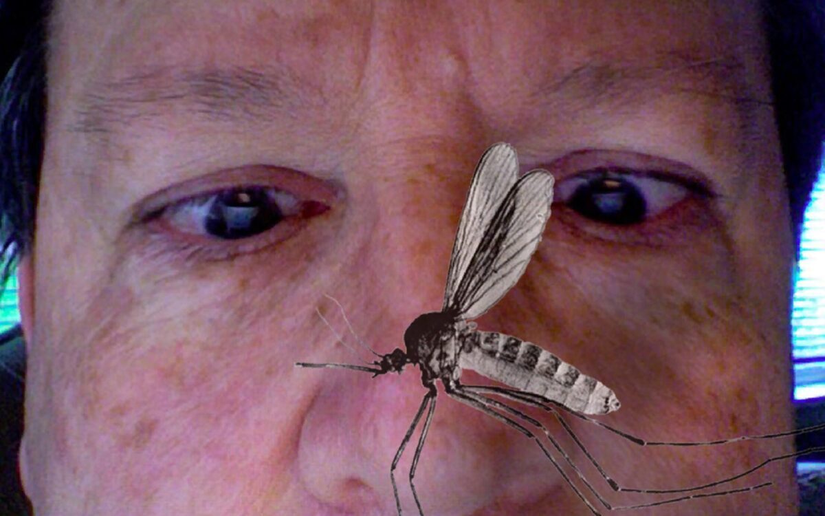 Новый вид комаров появился в Волгограде