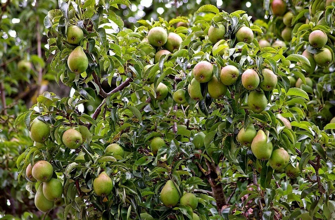 Рассказ про грушу