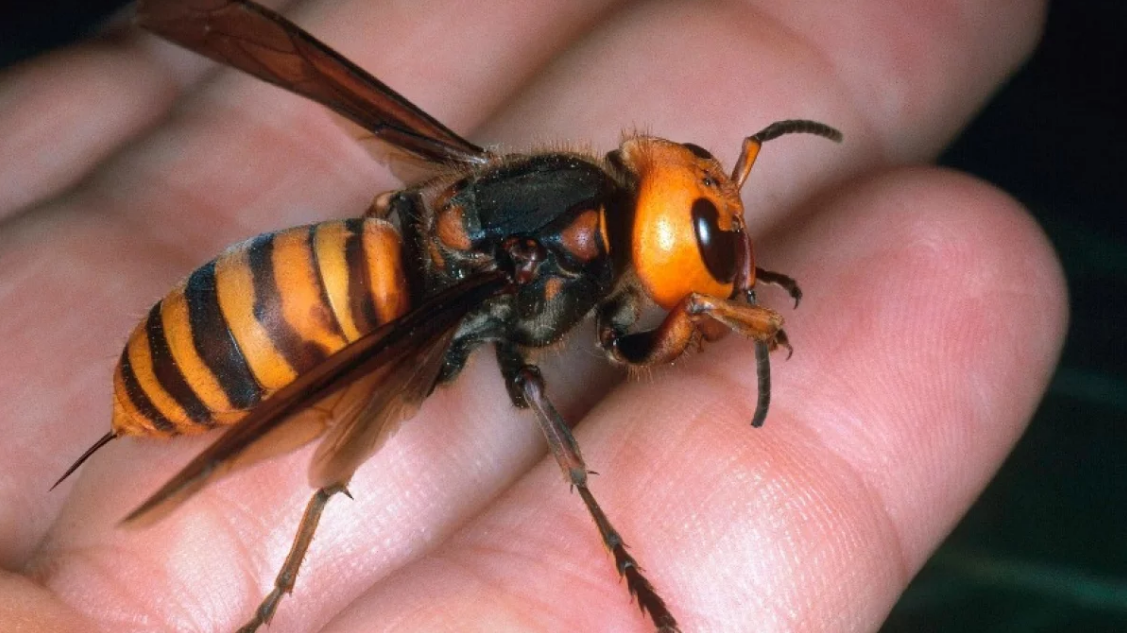 Британию заполонили агрессивные азиатские шершни