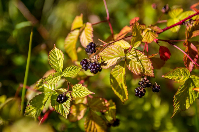 Рассказ про ежевику