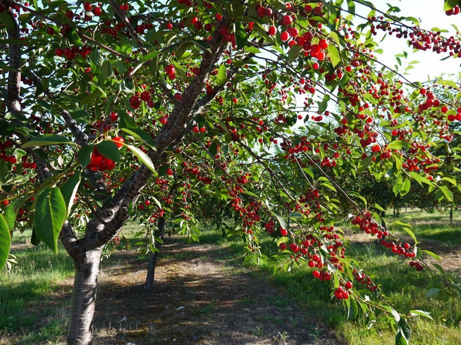 Рассказ про вишню