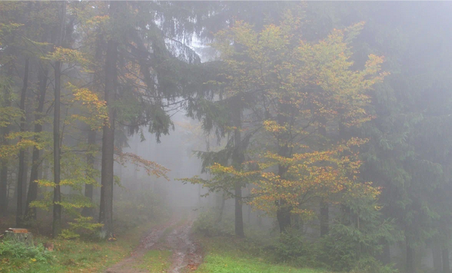 Рассказ про белую смородину