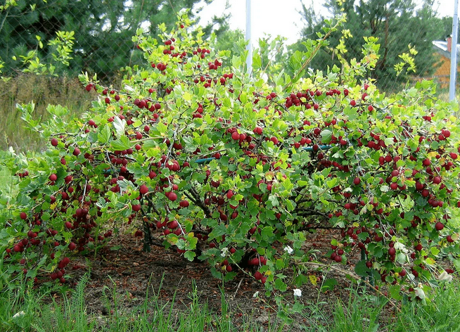 Рассказ про крыжовник