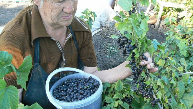 Рассказ про черную смородину