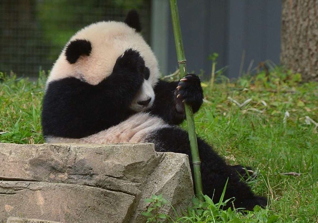 Черно-белые Великаны близки к вымиранию: Панды и их роль в сохранении биоразнообразия природы