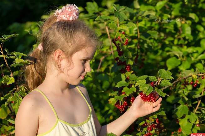 Рассказ про красную смородину