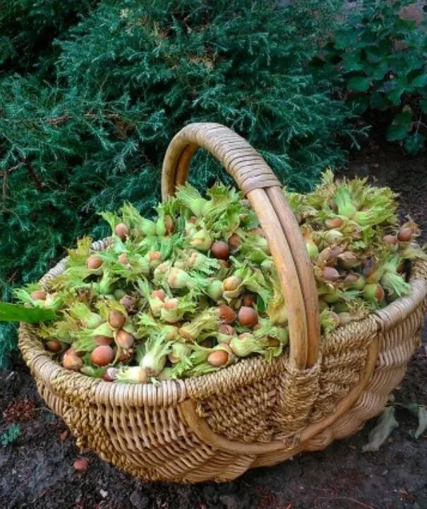 Рассказ про лесной орех