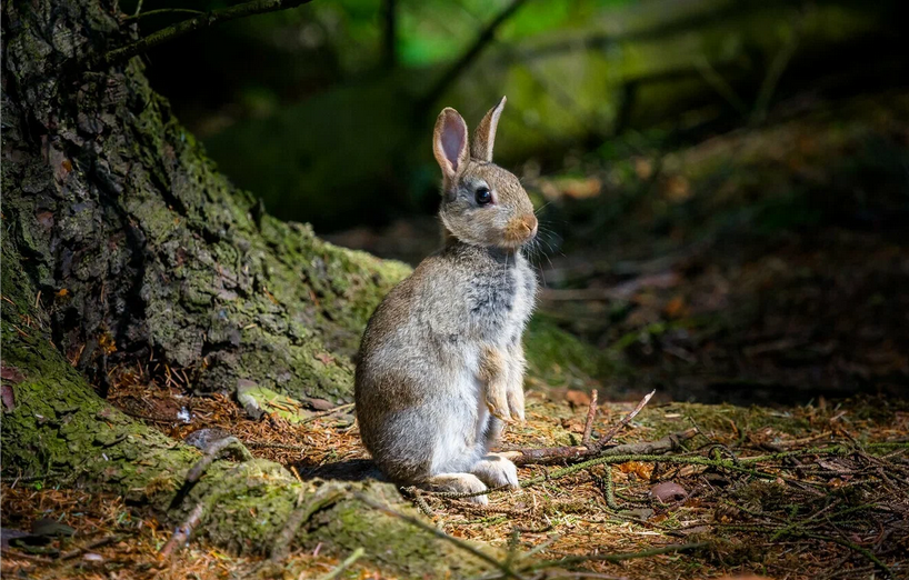 Рассказ про лесной орех
