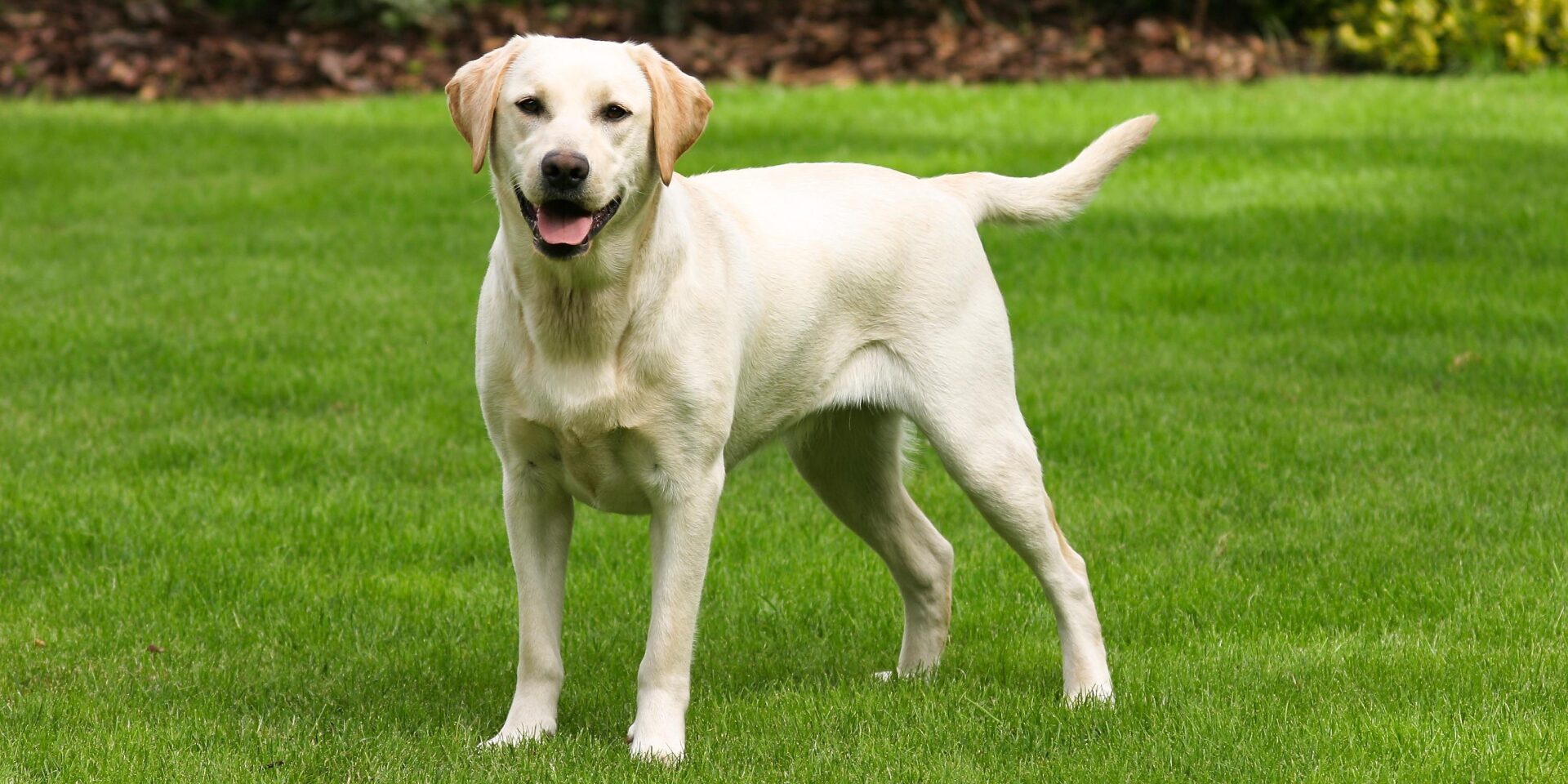 Друг человека- собака