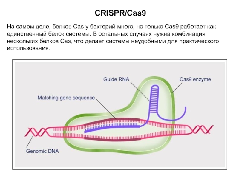 Как работает 9. CRISPR-cas9 бактерии. Белок cas9. CRISPR cas9 схема. CRISPR CAS бактерий.