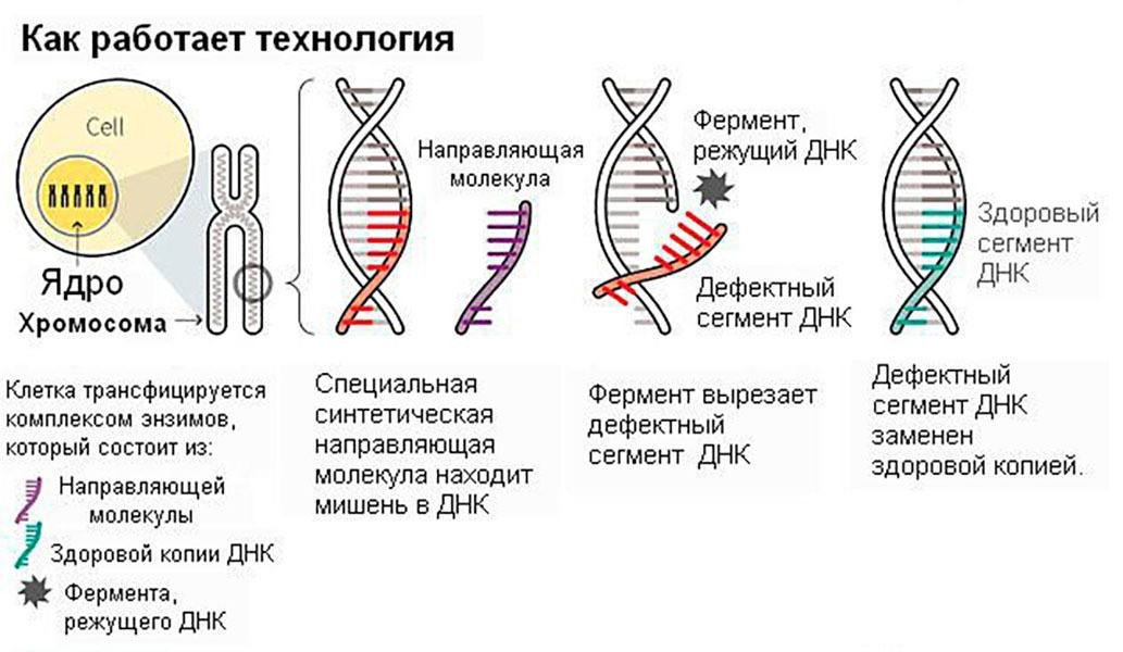 Геном человека схема