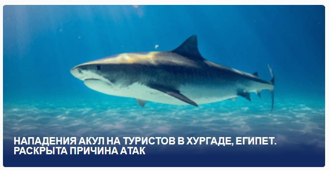 "Раскрыта причина атак акул на туристов в Хургаде, Египет: Глубокий взгляд в мир взаимодействия между морскими хищниками и людьми"