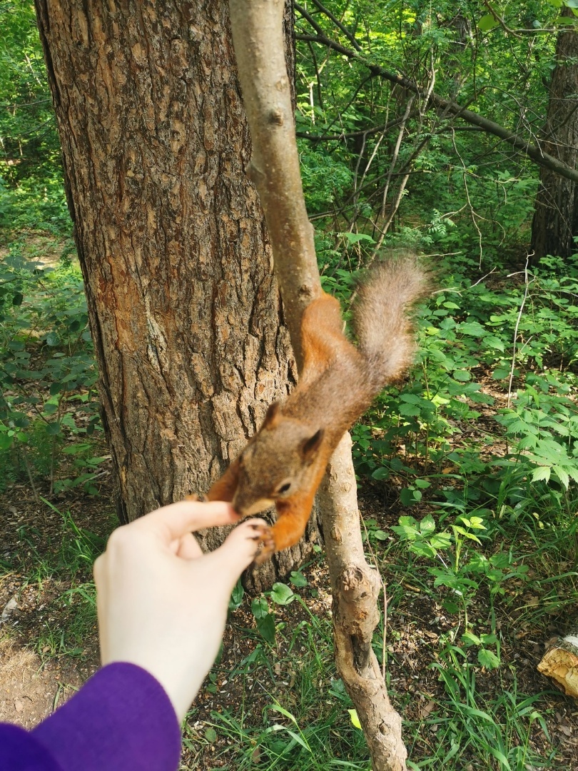 Лес, который даёт нам тень, нельзя осквернять.