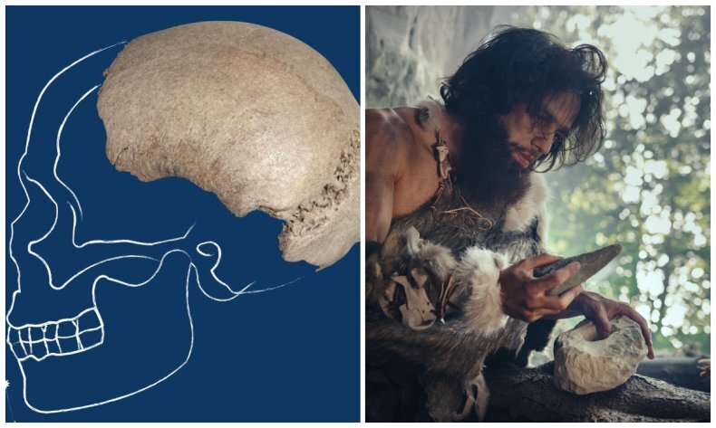 Палеонтолог случайно находит древний человеческий череп во время похода.